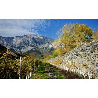 Domaine Rouvinez 2023, Nez Noir Rouge 75cl, Valais AOC  